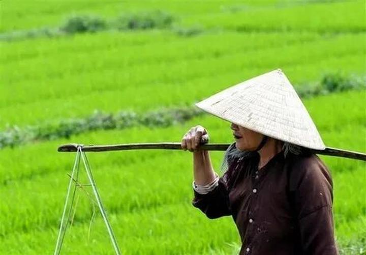 Tại sao nên chọn IVF? IVF là một phương pháp điều trị hiếm muộn hiệu quả cho các